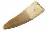 Spinosaurus Tooth - Real Dinosaur Tooth #189228-1